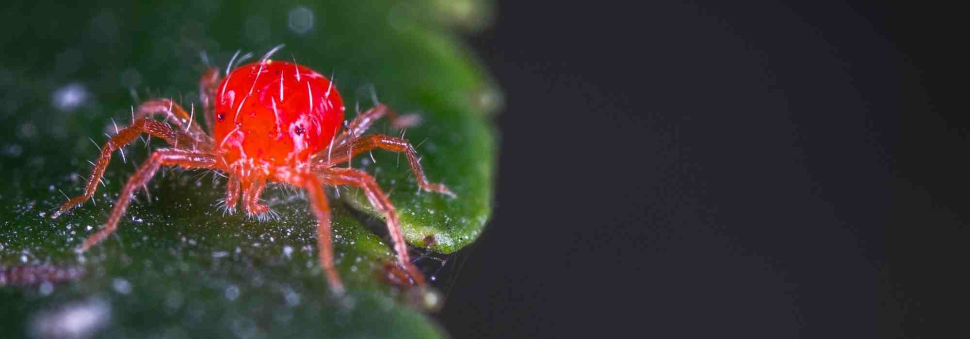 Araignées rouges