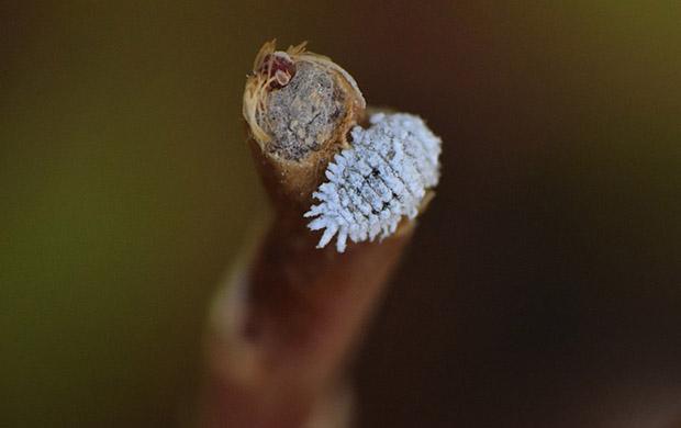 Cochenille farineuse